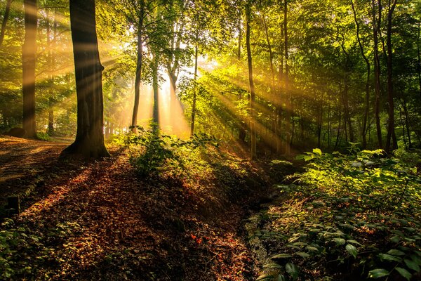 Los rayos del sol en el bosque más a menudo