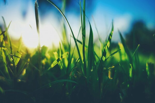 Hierba contra el cielo soleado