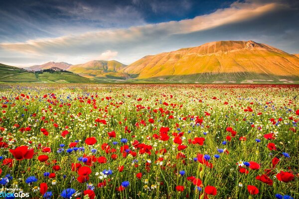 Campo de amapola en un valle de montaña