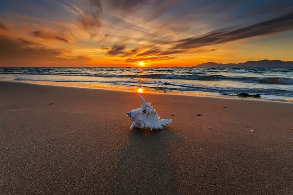 Concha en una playa de arena. Puesta de sol