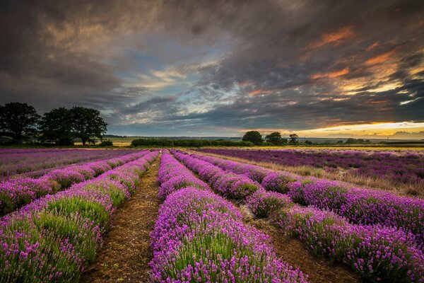 Sunset in a lavender field