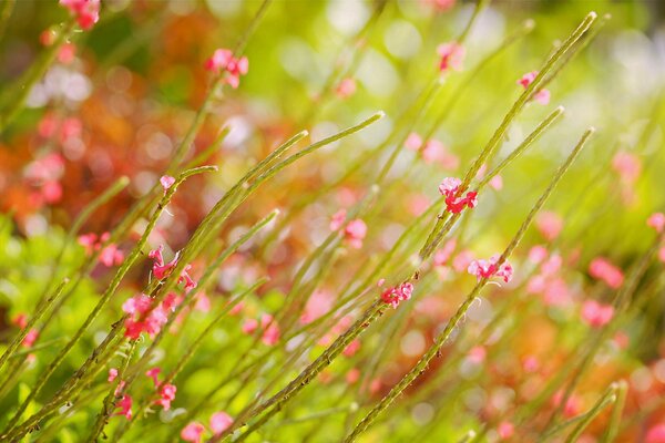 La ternura del color rosa en verano