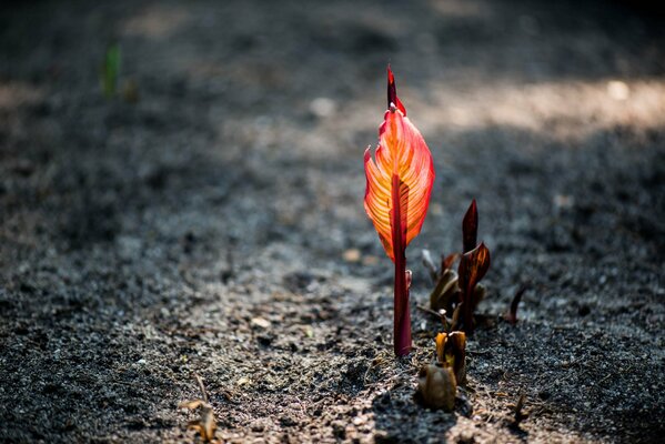 Feuille rouge de germe de blé