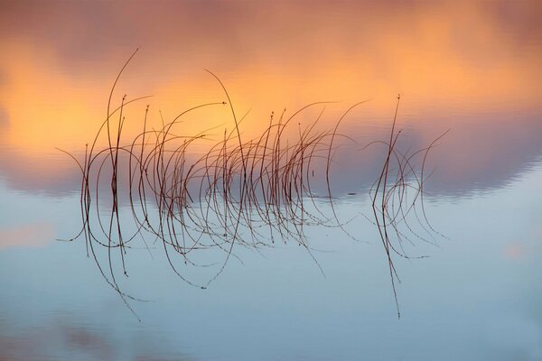 Scotland. The reflection of the grass on vodeZima. Night