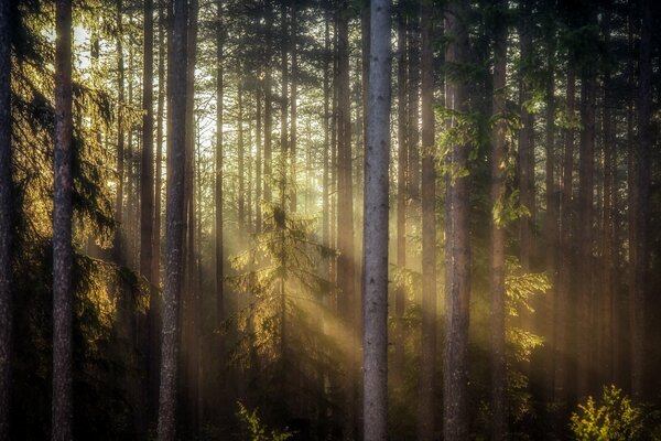 Forest with morning rays of the sun