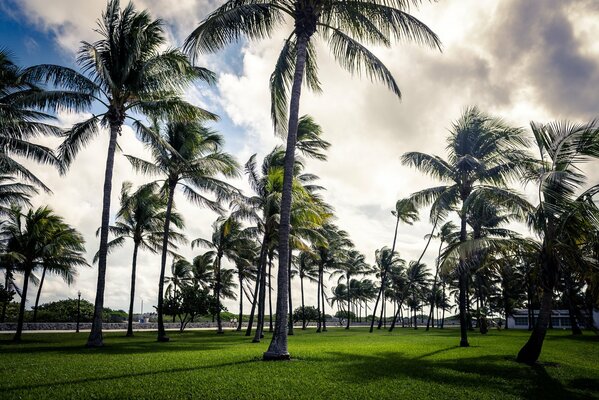 Arte della palma deco a Miami