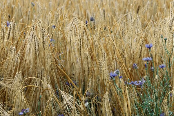 Wheat ears. Flowers among wheat