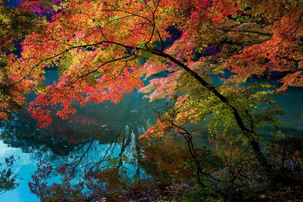 Automne multicolore dans les feuilles de pourpre