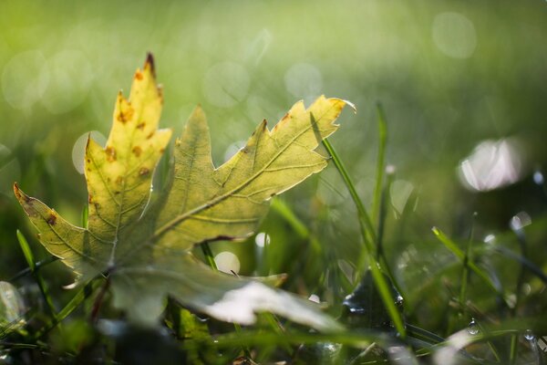 A leaf on the green grass with dew