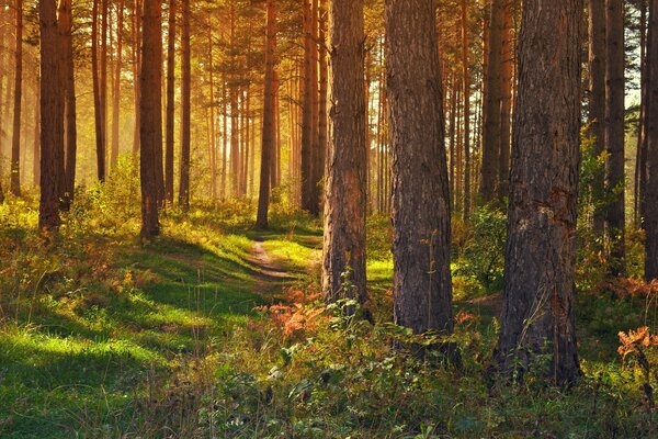 The rays of the sun in a dense forest