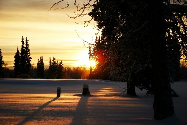 Beautiful winter sunset in the forest