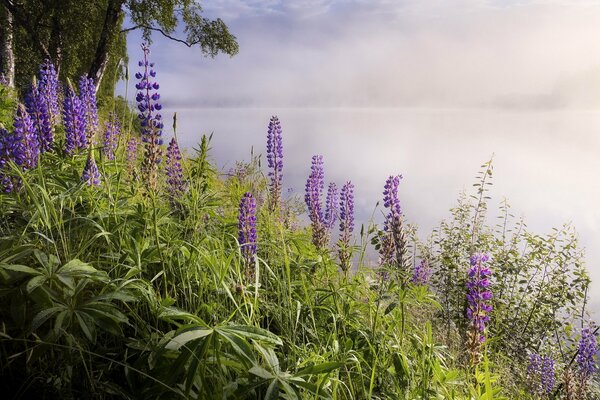 Nebel bedeckt den See, nur Blumen sind sichtbar