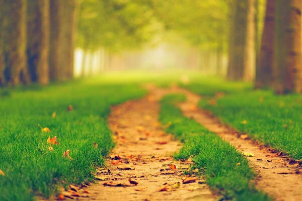 Sentier vert dans la forêt ensoleillée d été