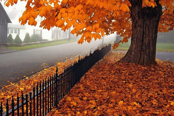 Paisaje de otoño en el sector privado