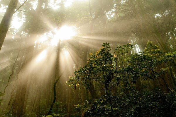 Les rayons du soleil illuminent affectueusement la forêt