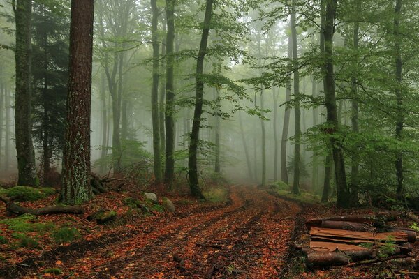 Ein nebliger Wald. Die Natur erstarrte in Erwartung des Lichts