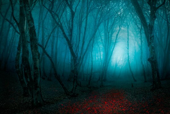 Forêt sombre de nuit avec des arbres sans feuilles