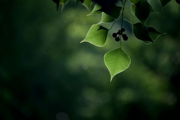 Unfamiliar berries attract more attention than leaves