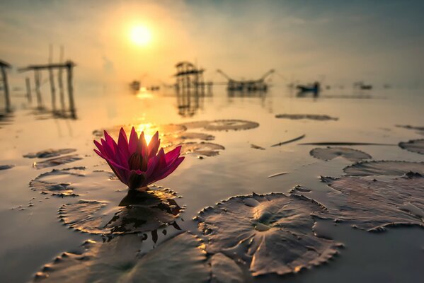 Thaïlande. Lotus sur fond de soleil réfléchissant. Réflexion de l herbe sur l eau