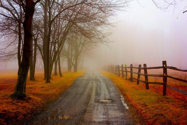 Nebel im Park Bild