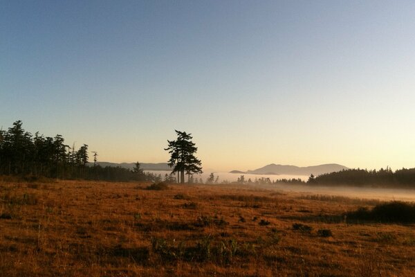 Fog walking through the morning field and dense forest