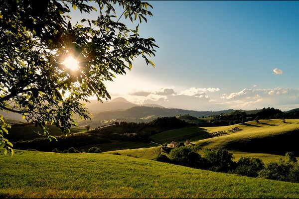 Among the hills and fields, the sun shines through the branches of a tree