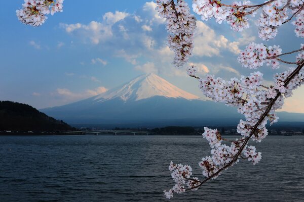 Cherry blossoms on a mountain background