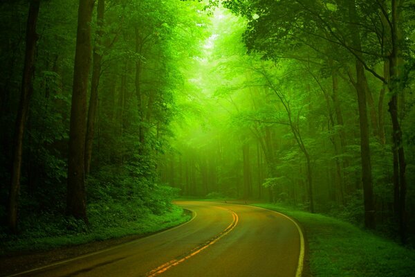 Marcher sur une route entourée d une forêt printanière