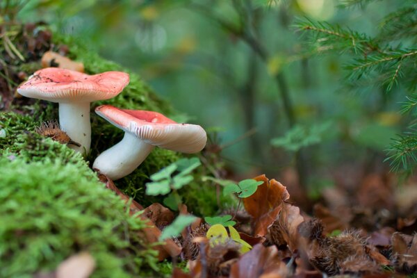 Champignons délicieux dans la forêt d automne