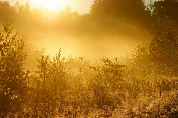 Schöner Sonnenaufgang im dumpfen Wald