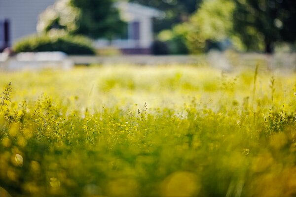 Día de verano en macro tiro