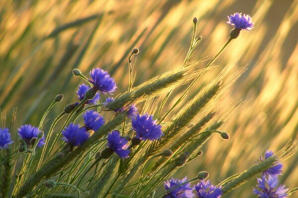 Feld von Getreide und Blumen. Lila Blüten und Weizen