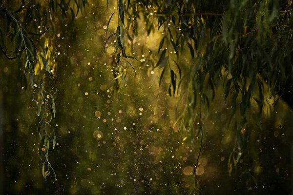 Hermosos reflejos de las gotas de agua del follaje