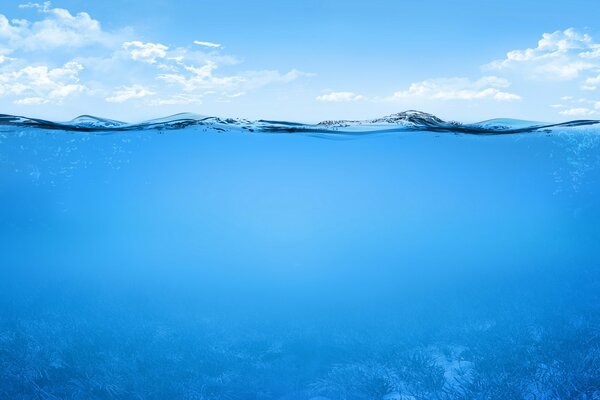 Piante sott acqua nell oceano