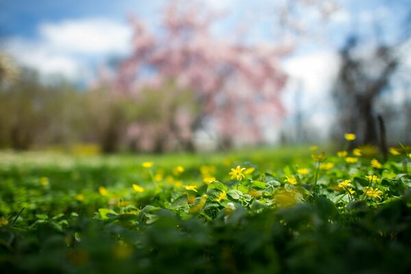 Prato verde con fiori carini