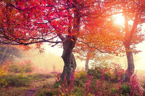 Feurig rote Herbstblätter, die von der Sonne hervorgehoben werden