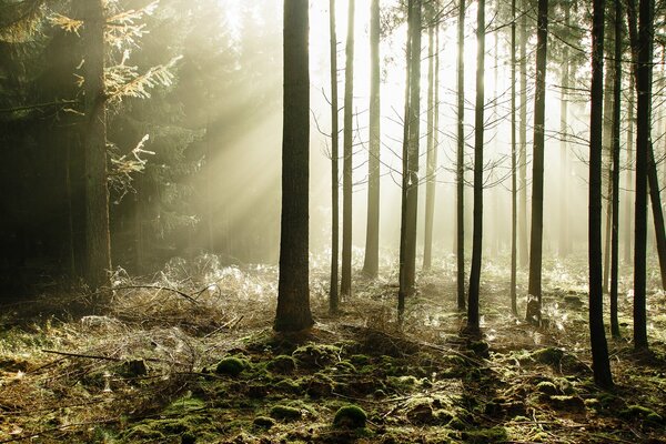 Mysterious rays of the sun through the trees in the coniferous forest