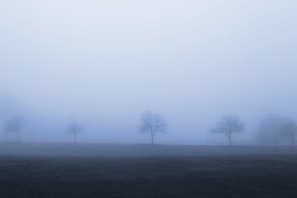 Eine Reihe von Bäumen im düsteren Herbstnebel