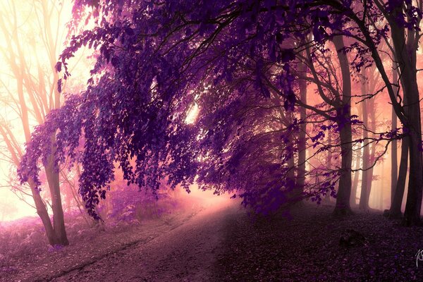 Foresta con foglie viola e strada forestale