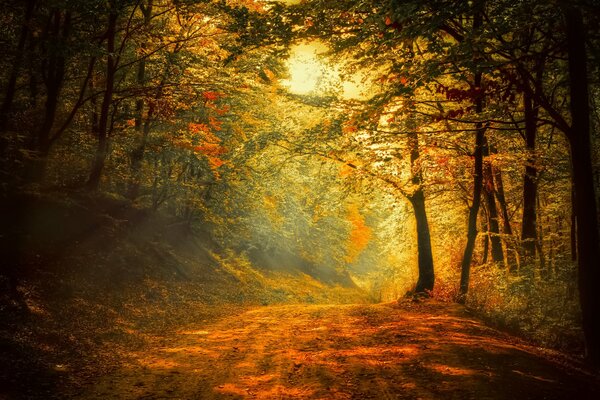 Autumn forest. The beauty of the autumn season