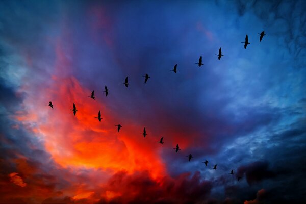 A wedge of birds flies in the red-blue sky