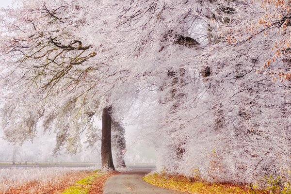 The road through the magical park along the trees in the frost