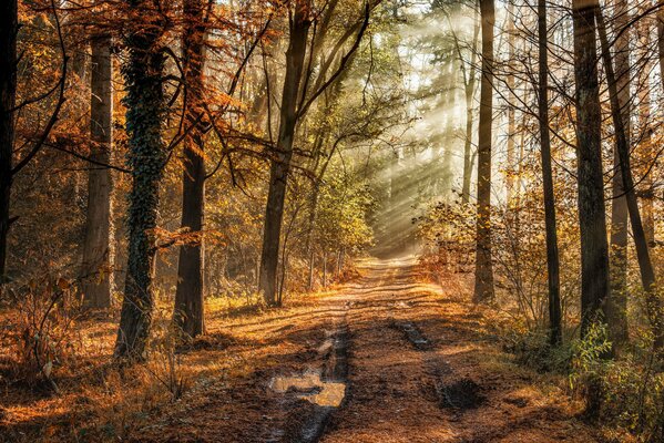 Forêt d automne. Voie profonde