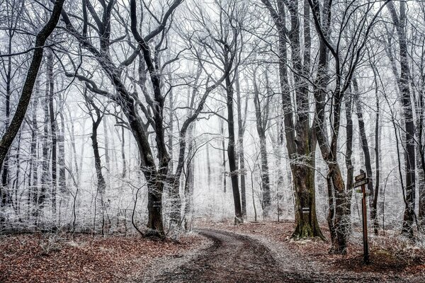 Autumn forest in frost