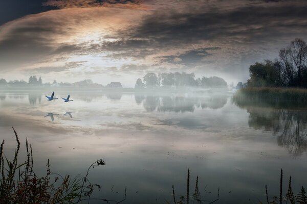 Lago en la niebla en el pueblo y cisnes