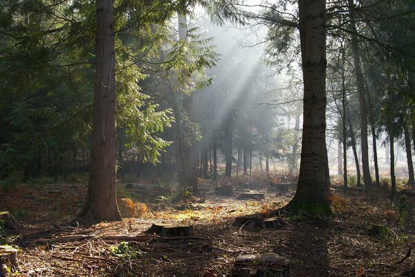 Licht zwischen den Bäumen im Wald