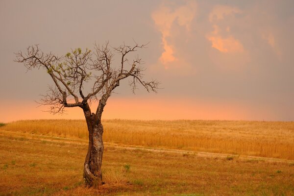 Arbre qui pousse dans le champ de blé