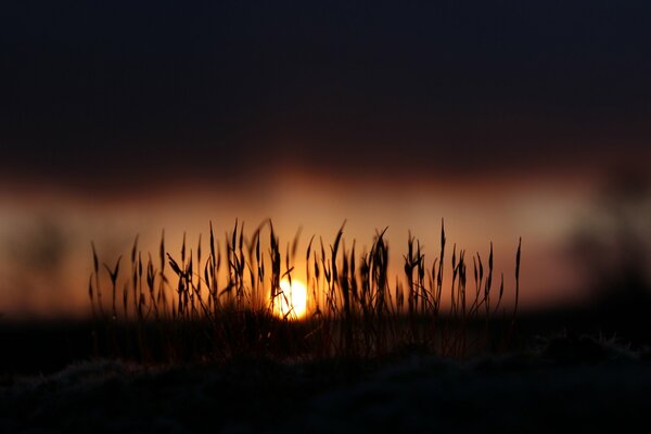 Sunrise on a grass background