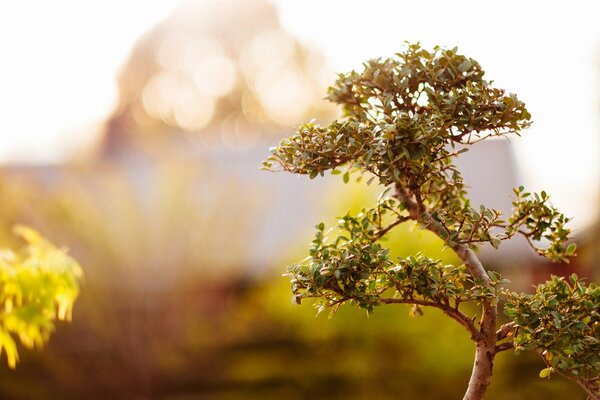 Trees on a sunny background