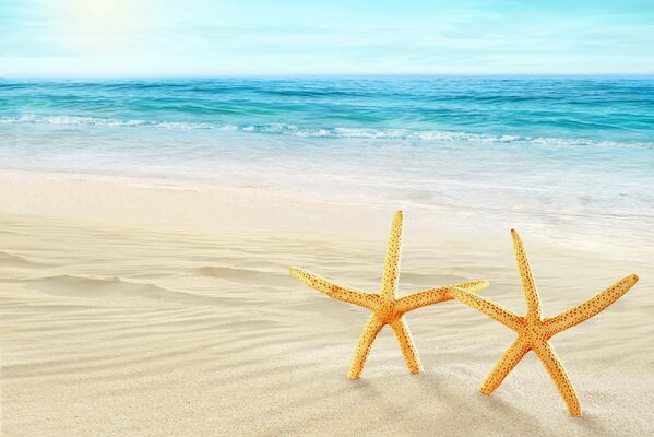 Étoiles de mer au bord de la mer sur une plage blanche comme neige